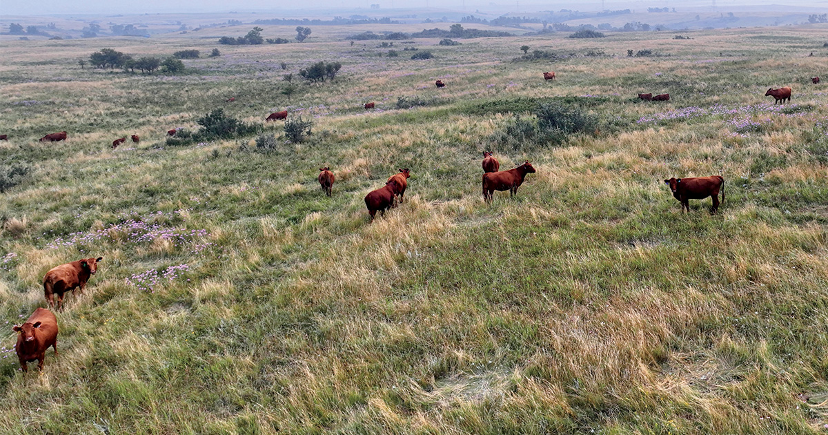 Cattle on a ranch in North Dakota. Photo by Ben Romans_Ducks Unlimited.jpg