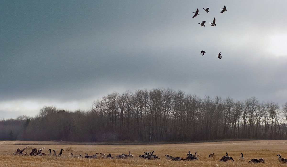 Image for Twenty Pro Tips for Geese