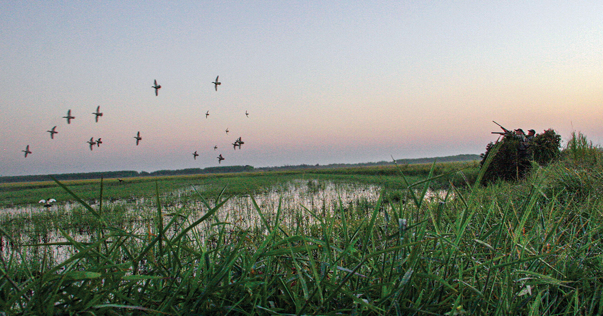 Image for Migration Alert: Mixed Reports from Louisiana’s Nine-Day Early Teal Season