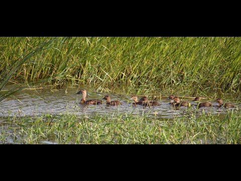 Big Grass Marsh | DU Conserve