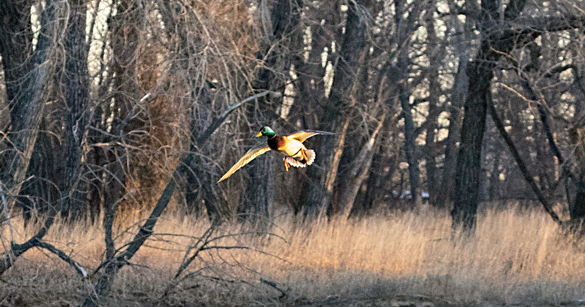 Image for Cupped Wings: Greenhead Magic