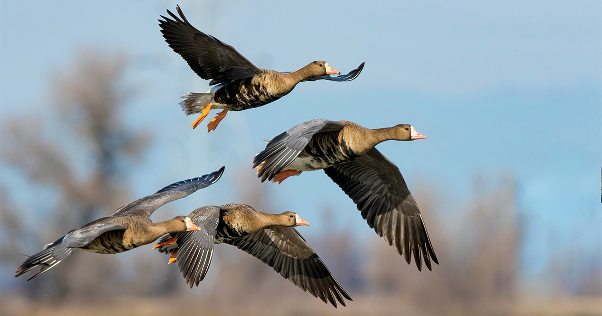 Flock of white-fronted geese flying. Photo by Michael Peters