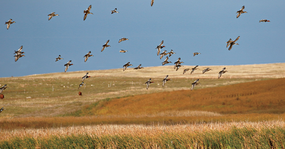A mixed flock of ducks flying over the prairies. Photo by MichaelFurtman.com.jpg