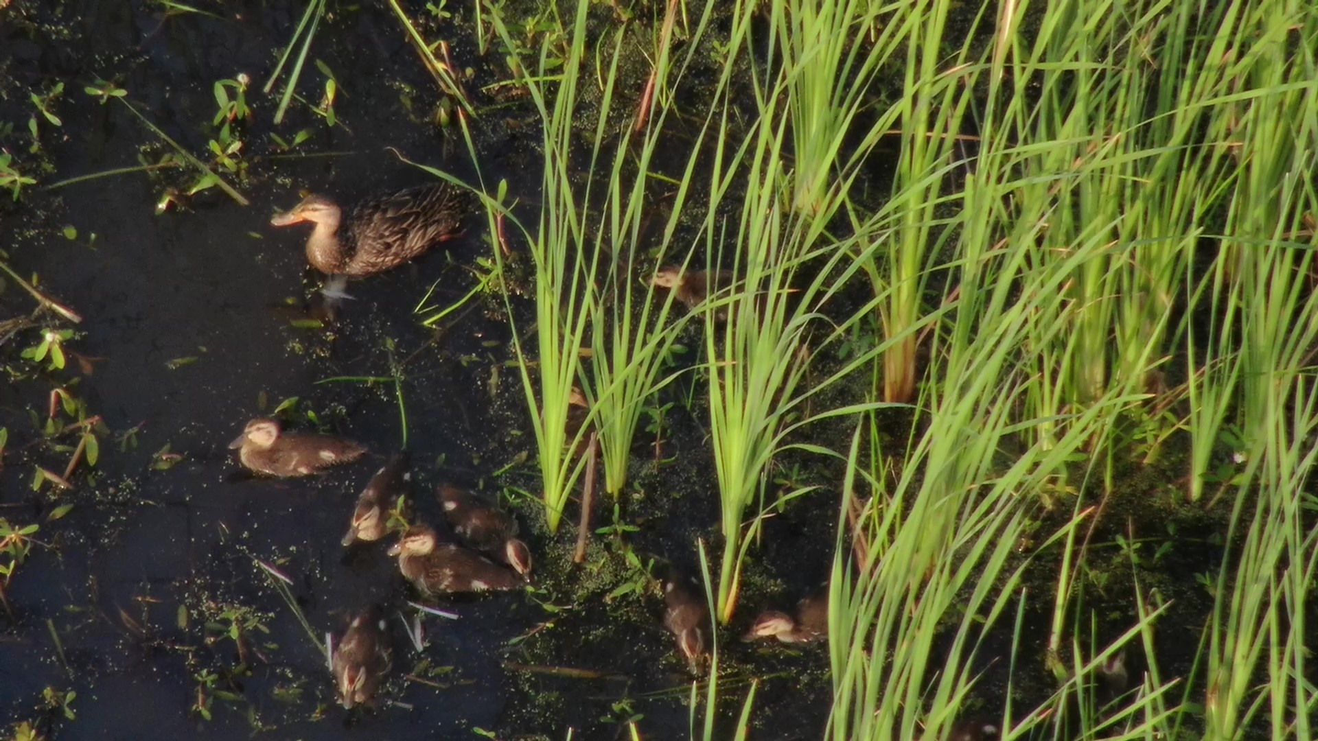 Migratory Bird Conservation Commission Approves $2.8 Million NAWCA Grant for Critical Wetland Conservation in Coastal South Carolina
