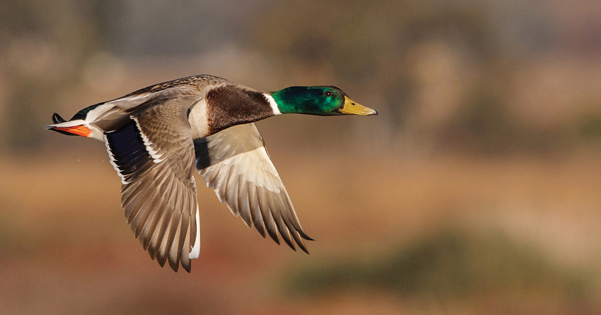 Image for Migration Alert: Pacific Northwest Habitat Conditions