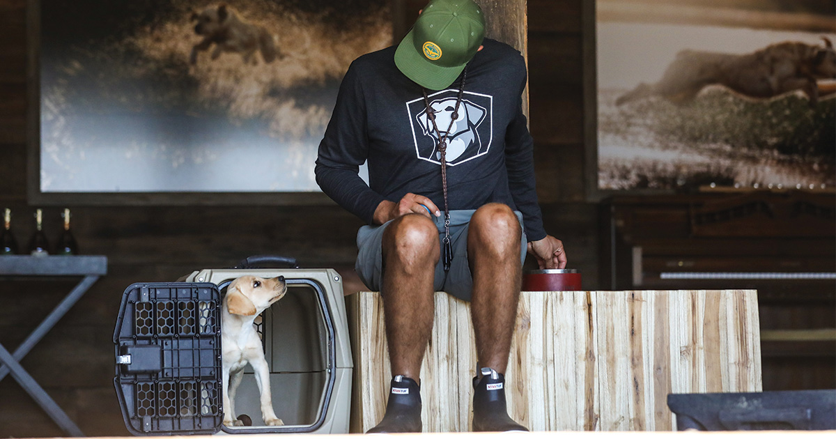 Image for When a Retriever is Too Young to Hunt: What Now?