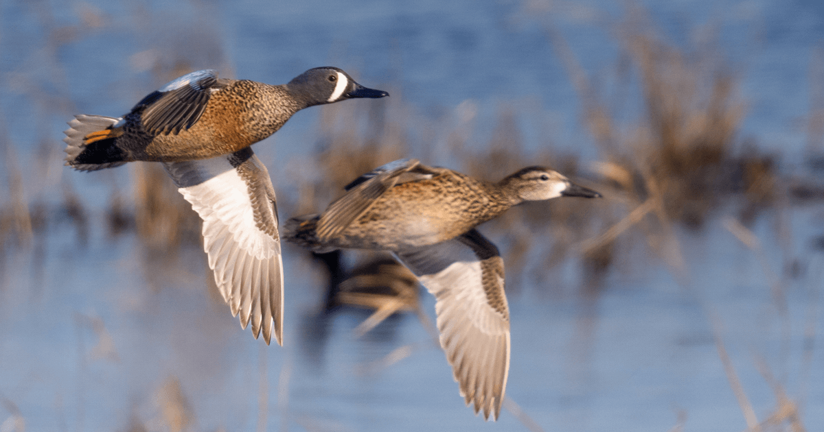Image for Migration Alert: Cool Front May Carry More Bluewings to Texas Coast for the Final Weekend